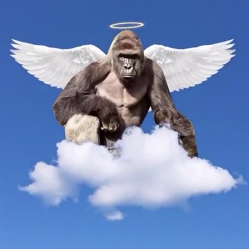 Harambe